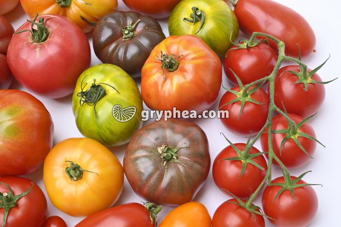Tomate (Solanum lycopersicum) - variétés - gryphea.org